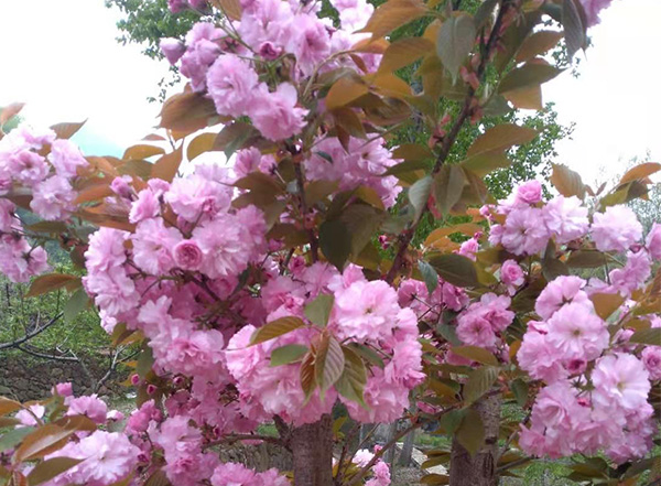 山花開了(圖1)